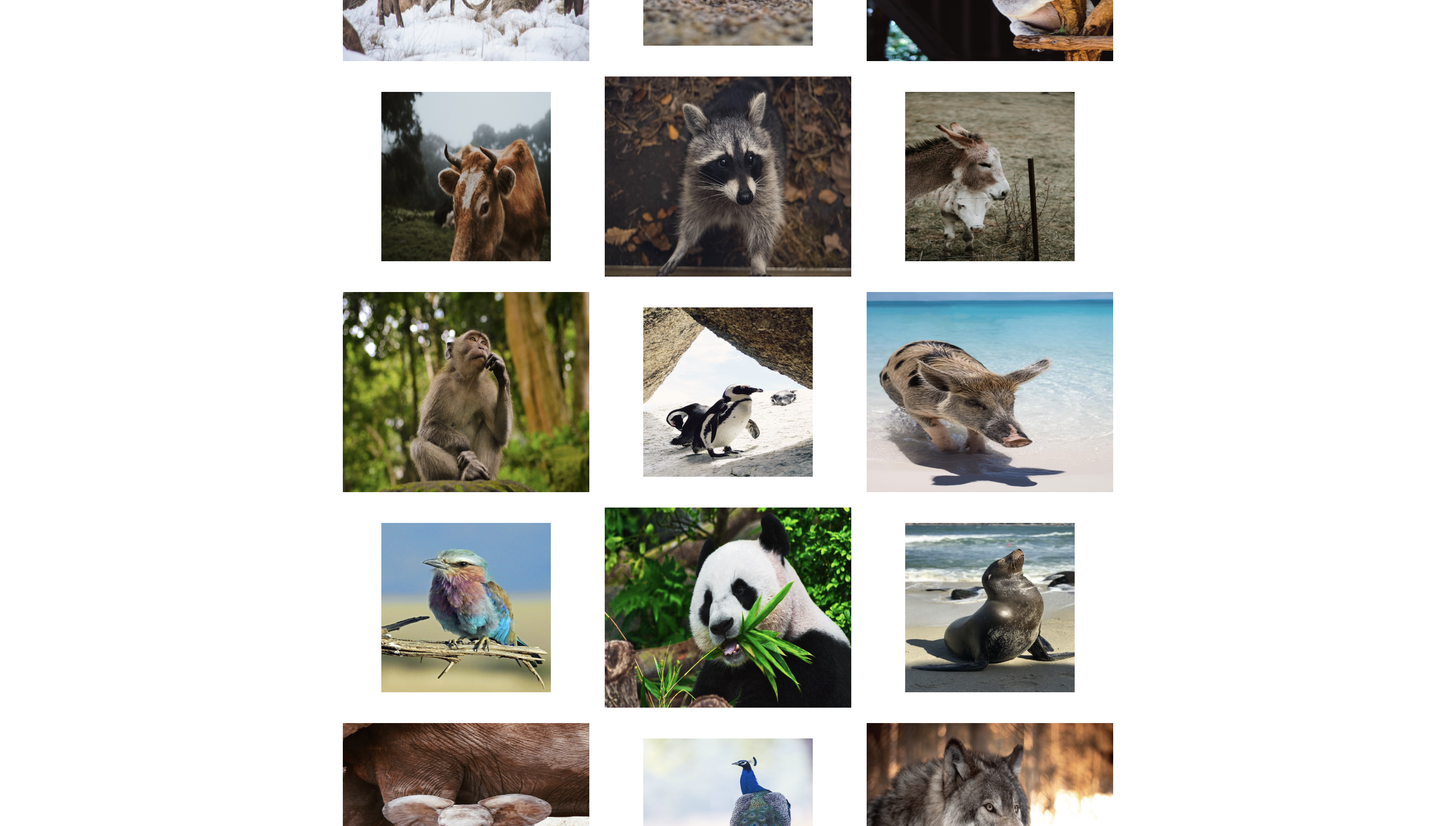 Preview of linked gallery site