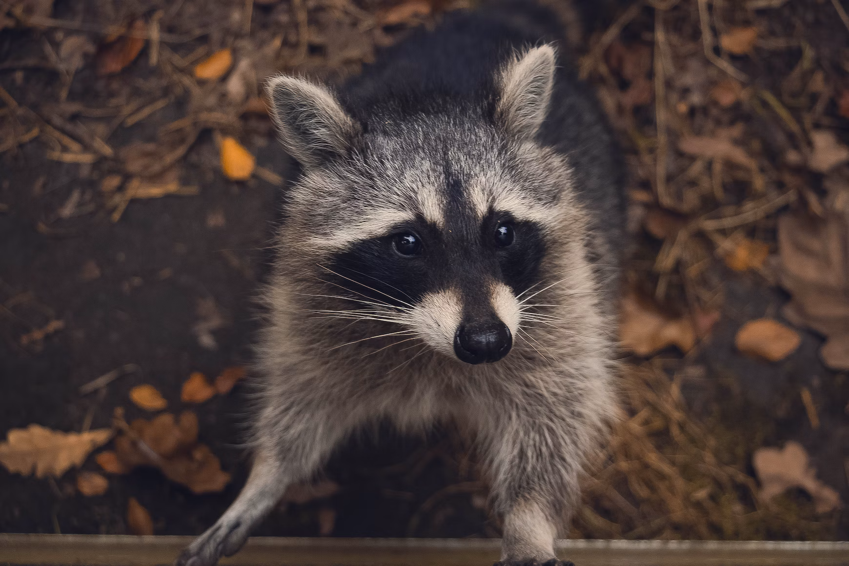Raccoon in the leafs