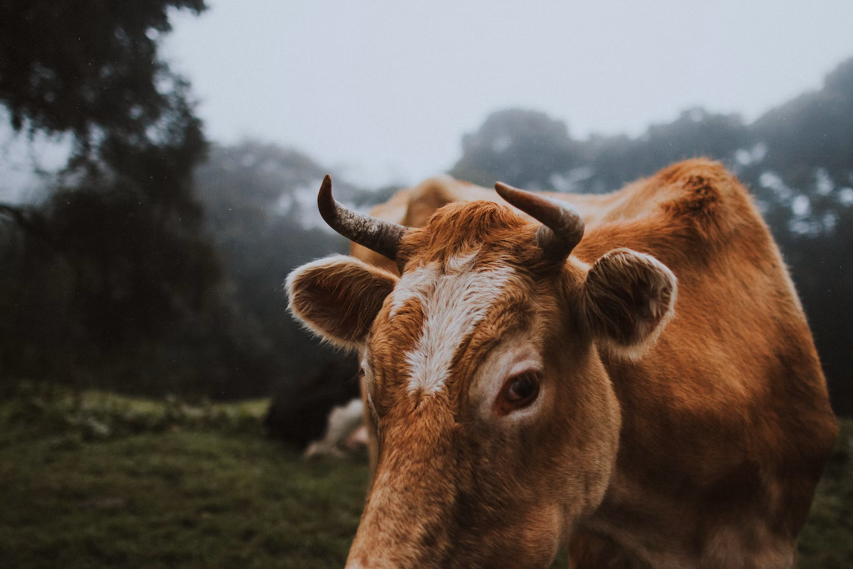 Cow on a field