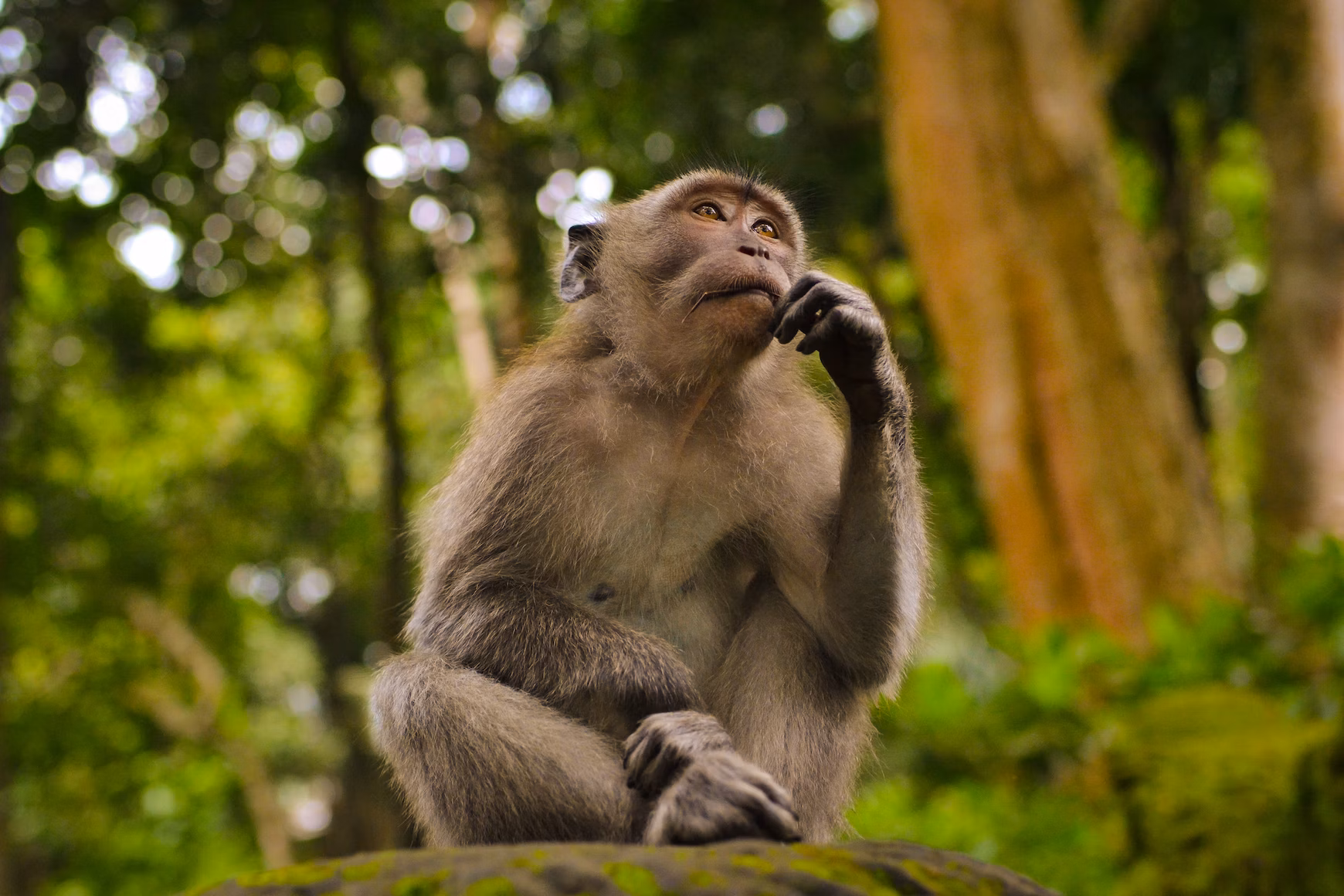 Monkey in the jungle