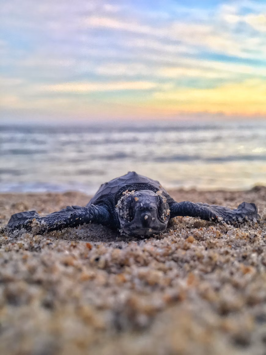 Baby sea turtle in the sand